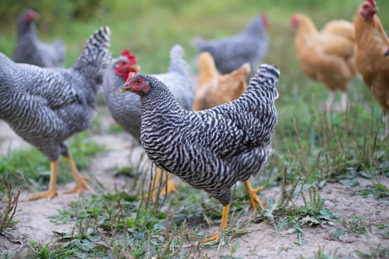 Unsere Freiland-Hühner