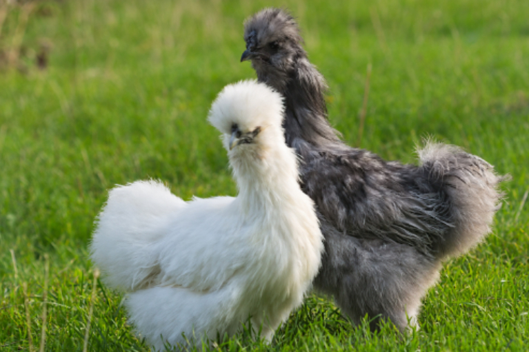 Unsere Rasse-Hühner